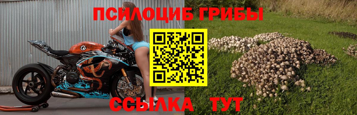 хочу наркоту  Вход с VPN  Галлюциногенные грибы прущие грибы  Буйнакск  Галлюциногенные грибы GOLDEN TEACHER 